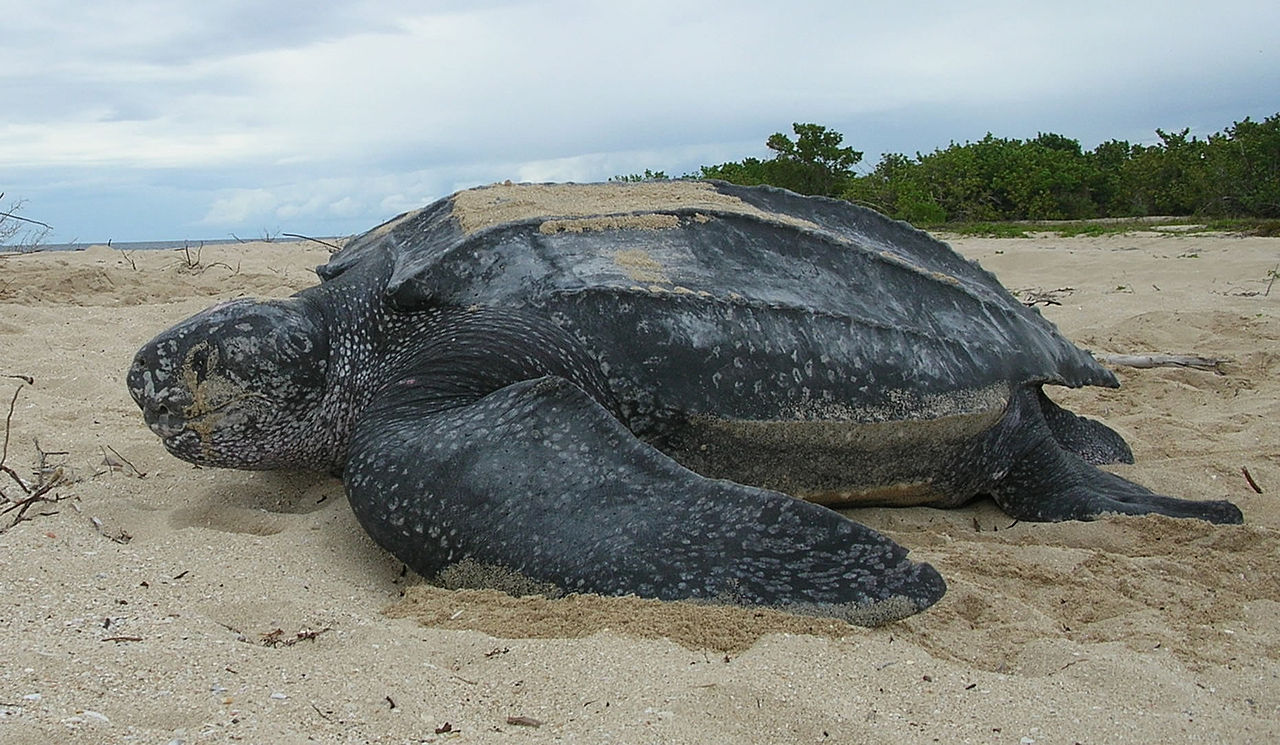 Five Most Common Sea Turtles Found in Panama - Discover Hidden Panama