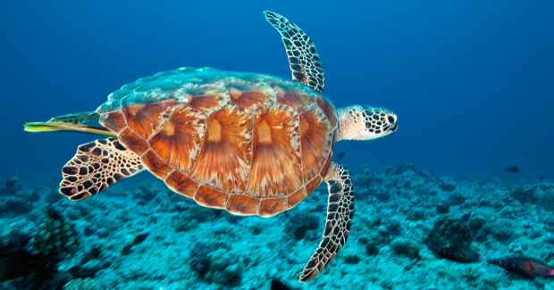 Five Most Common Sea Turtles Found in Panama - Discover Hidden Panama